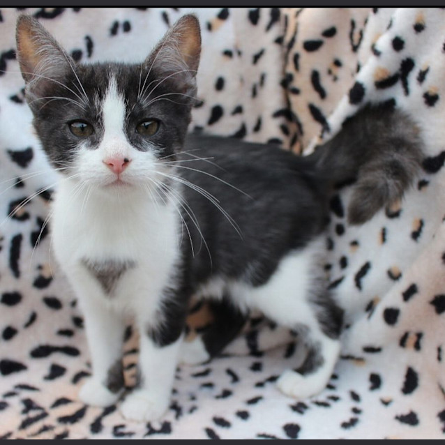 Photo of Harley Quinn 