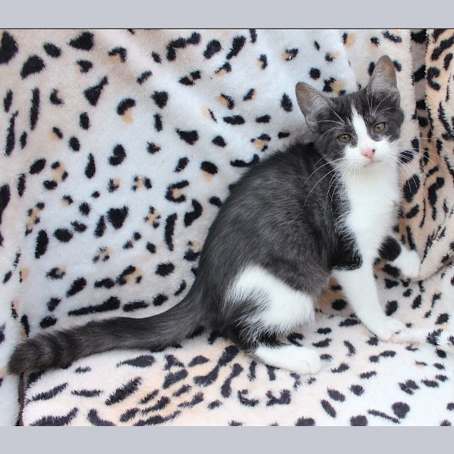 Photo of Harley Quinn 