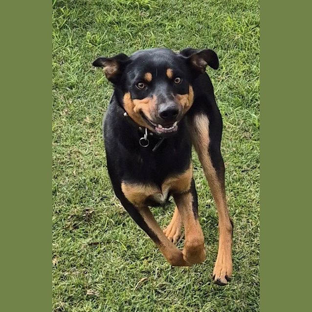 Photo of Coco