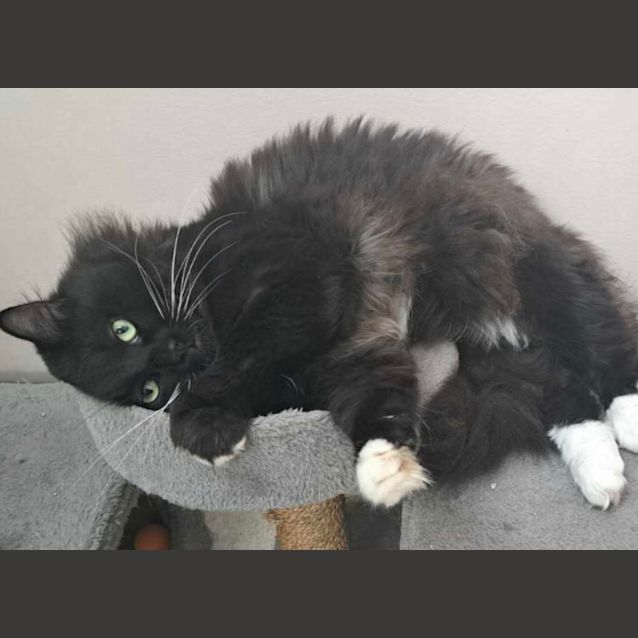 Photo of Loki (6742)