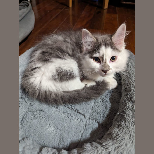 Photo of Dusty