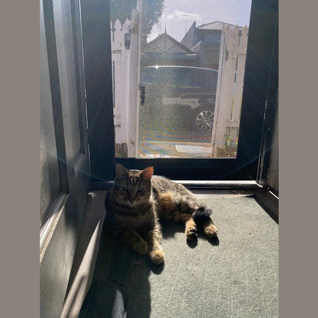 Photo of Ziggy
