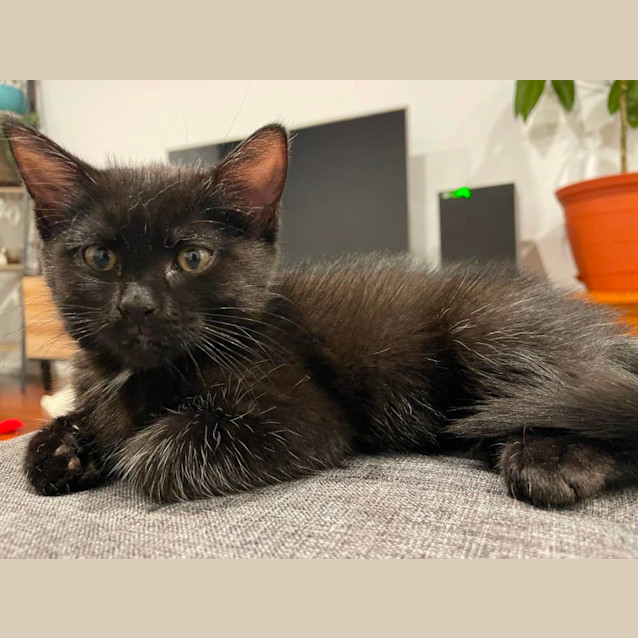 Photo of Olive *9 Lives Project Rescue*