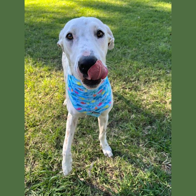 Photo of Milko *$150 Adoption Fee*