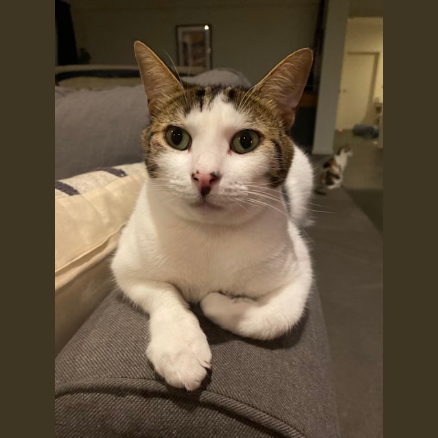 Photo of Morris (Aka Moz)