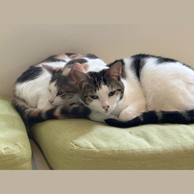 Photo of Morris (Aka Moz)