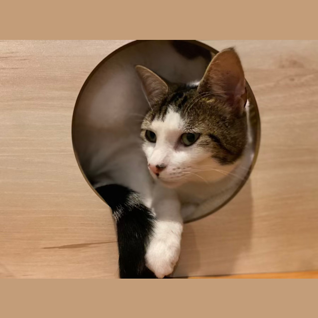 Photo of Morris (Aka Moz)