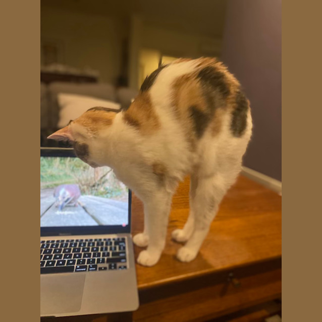 Photo of Saskia Aka 'Sassy Doo Dah' 🌸🐈‍⬛