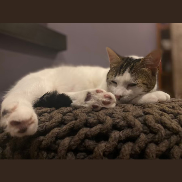 Photo of Morris (Aka Moz)