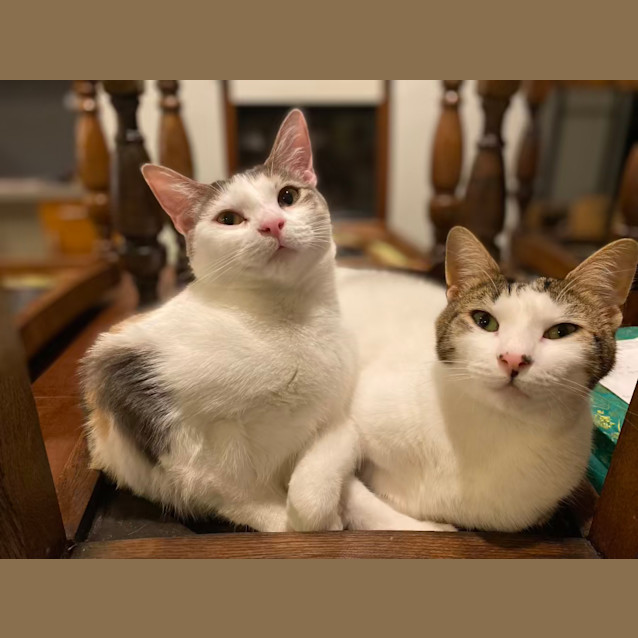 Photo of Morris (Aka Moz)