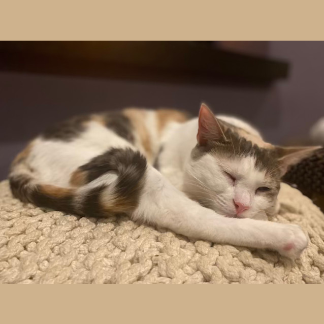 Photo of Saskia Aka 'Sassy Doo Dah' 🌸🐈‍⬛