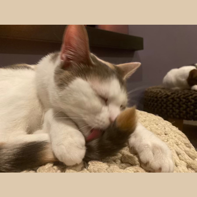 Photo of Saskia Aka 'Sassy Doo Dah' 🌸🐈‍⬛