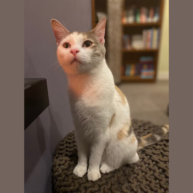 Photo of Saskia Aka 'Sassy Doo Dah' 🌸🐈‍⬛