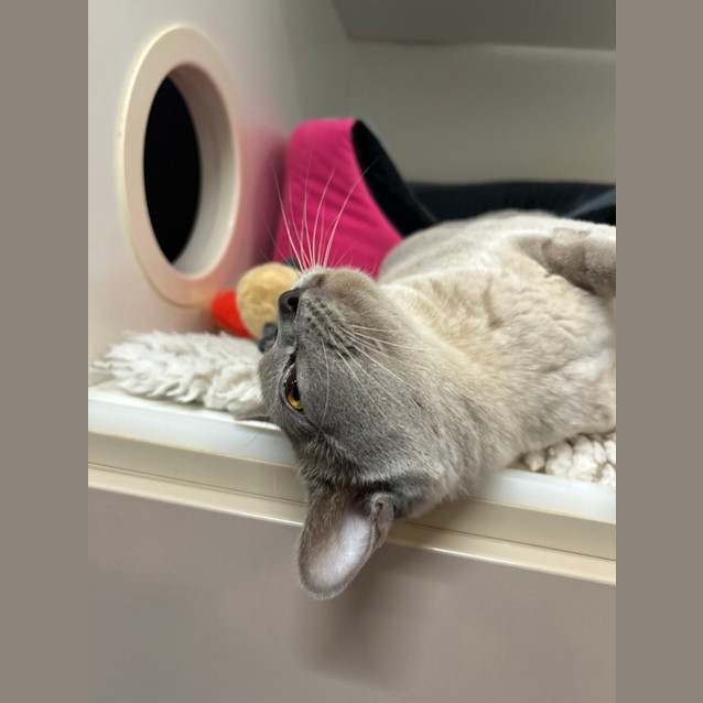 Photo of Luna