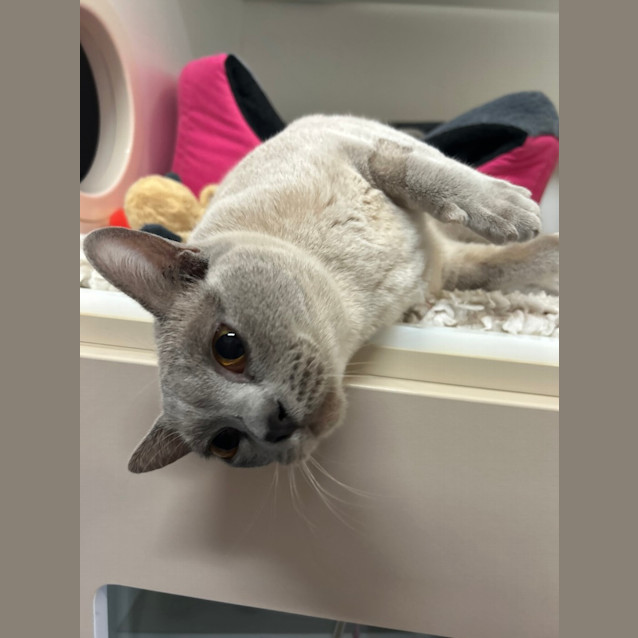Photo of Luna