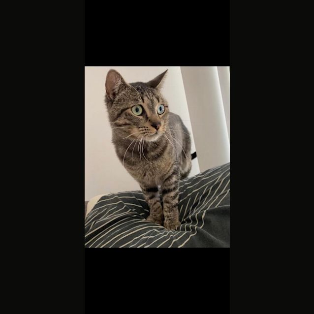 Photo of Casper