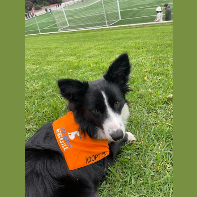 Photo of Ava   11 Month Old Border Collie (Trial)