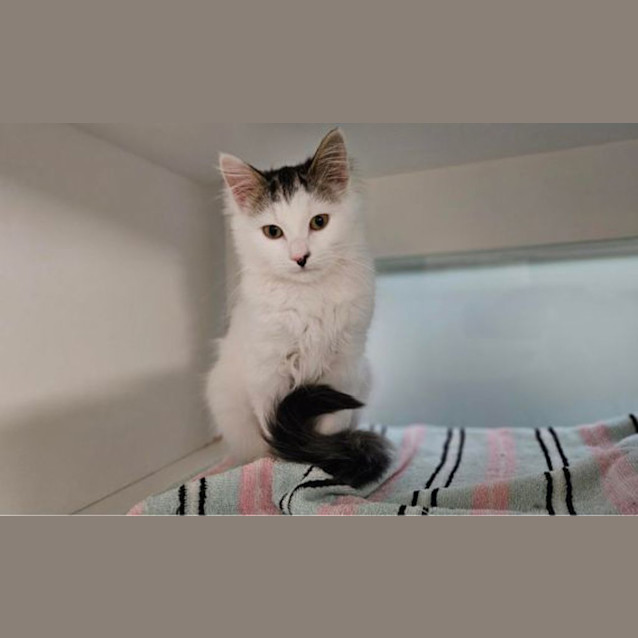 Photo of Phoebe
