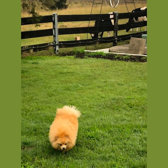 Photo of Teddy   23 Month Old Pomeranian (Trial)