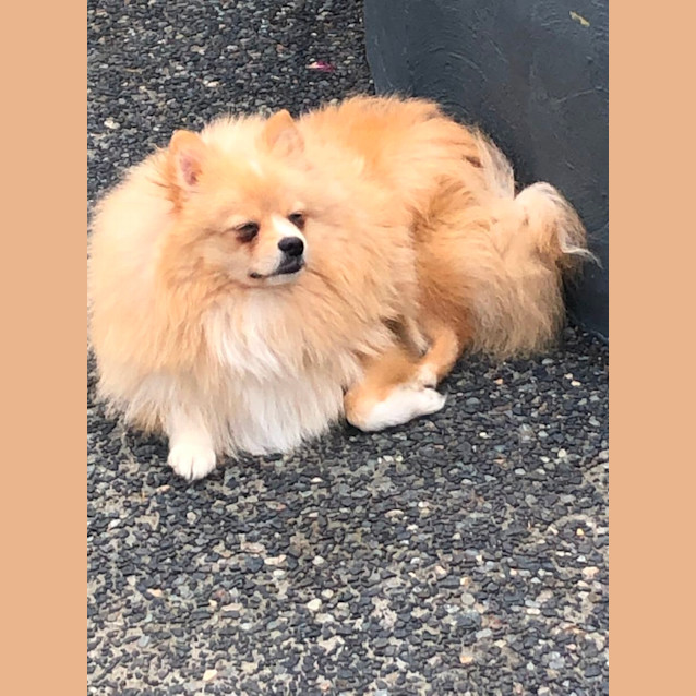 Photo of Teddy   23 Month Old Pomeranian (Trial)