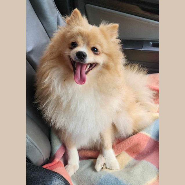 Photo of Teddy   23 Month Old Pomeranian (Trial)