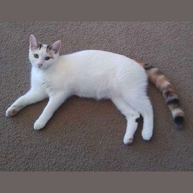 Photo of Paris 😽🐾🩷