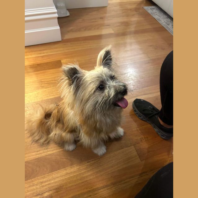 Photo of Teddy 