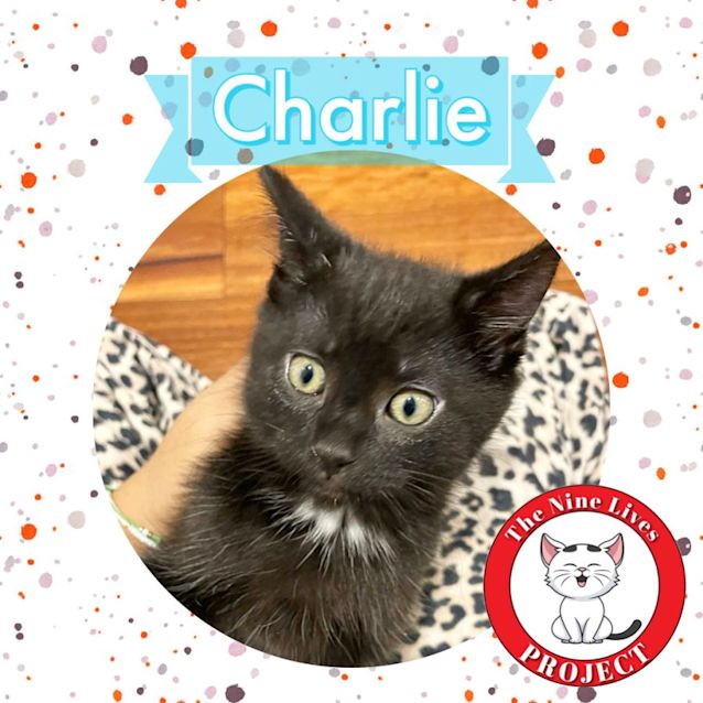 Photo of Charlie *9 Lives Project Rescue*