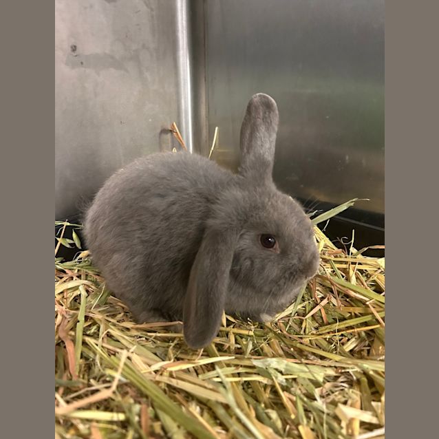 Photo of Cinnabun