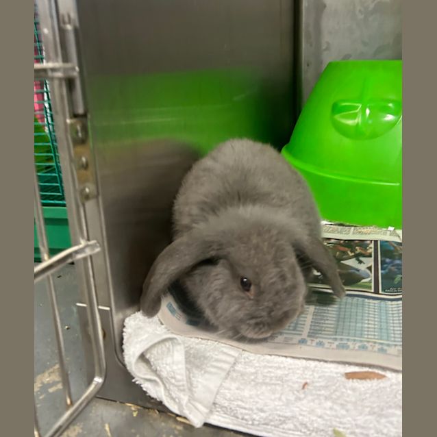 Photo of Cinnabun