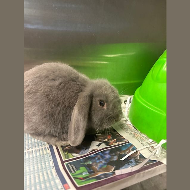 Photo of Cinnabun