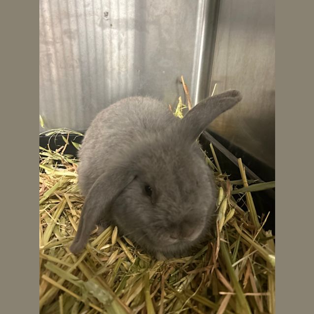 Photo of Cinnabun