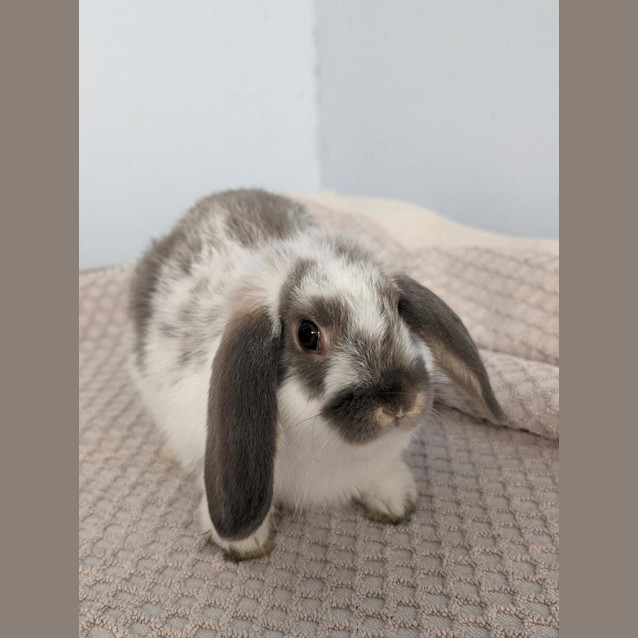Photo of Rabbit Downey Jr