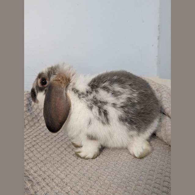 Photo of Rabbit Downey Jr