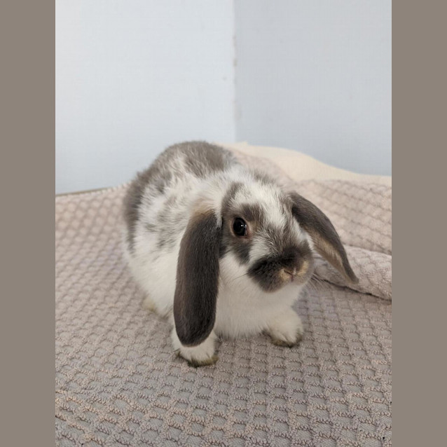 Photo of Rabbit Downey Jr
