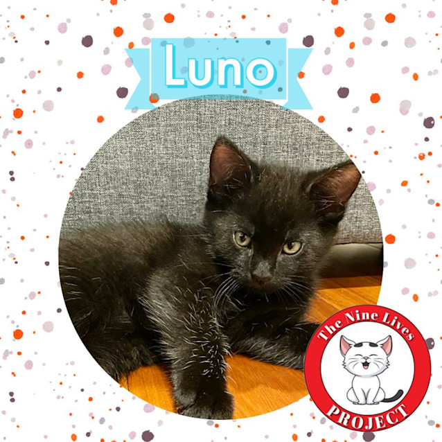 Photo of Luno *9 Lives Project Rescue*
