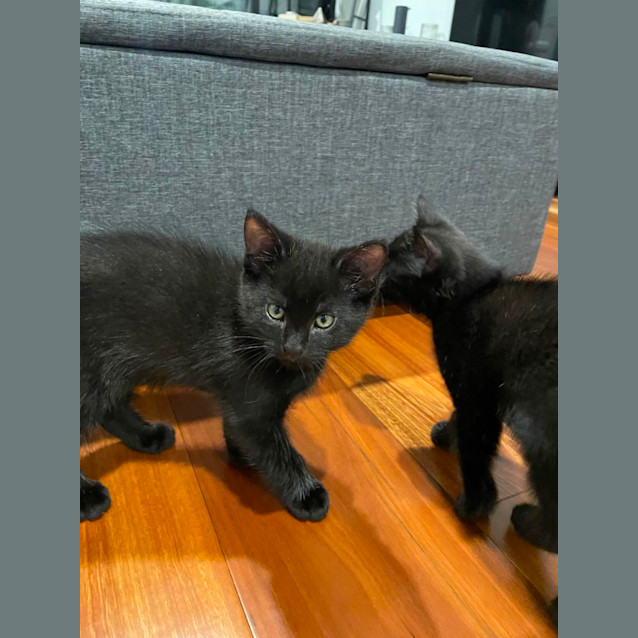 Photo of Luno *9 Lives Project Rescue*