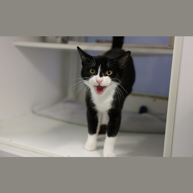 Photo of Popo 
