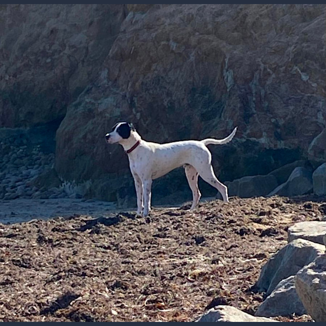 Photo of Marley 