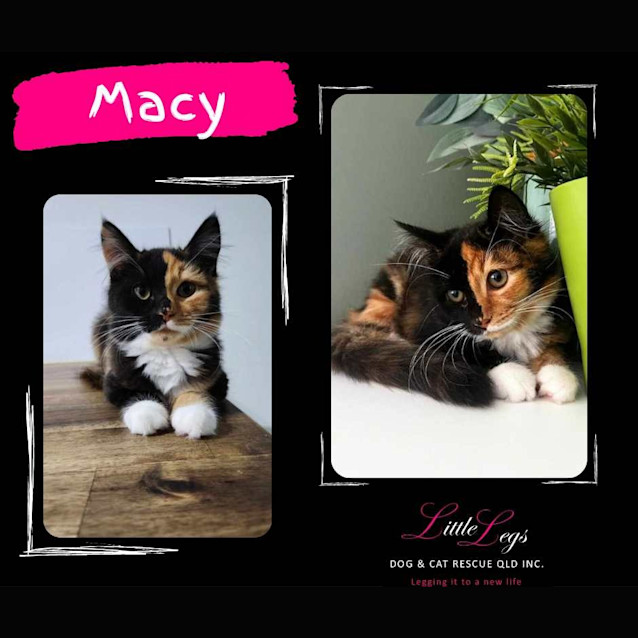 Photo of Macy