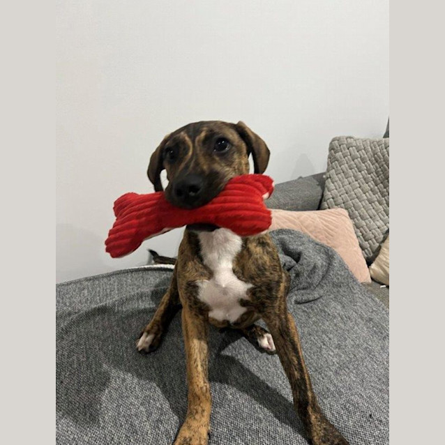 Photo of Harley   5 Month Old Mastiff X
