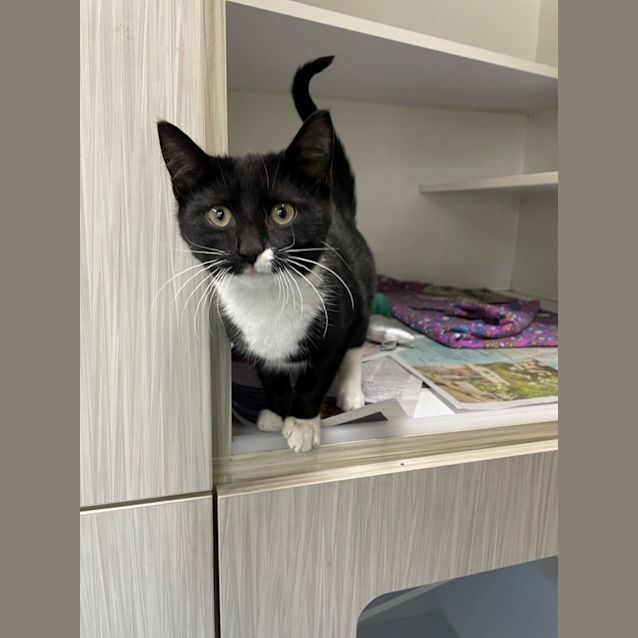 Photo of Smudge