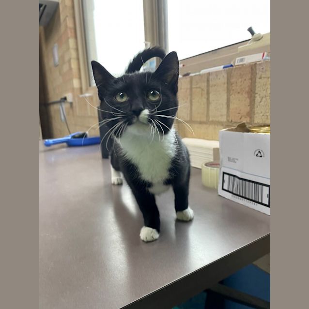 Photo of Smudge