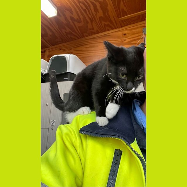 Photo of Smudge