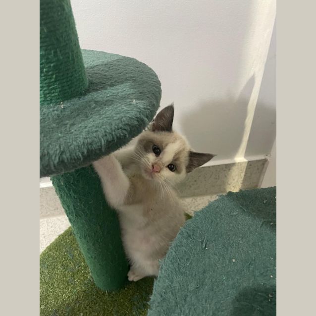 Photo of Chester