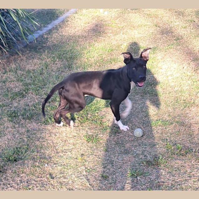 Photo of Willy (6495)