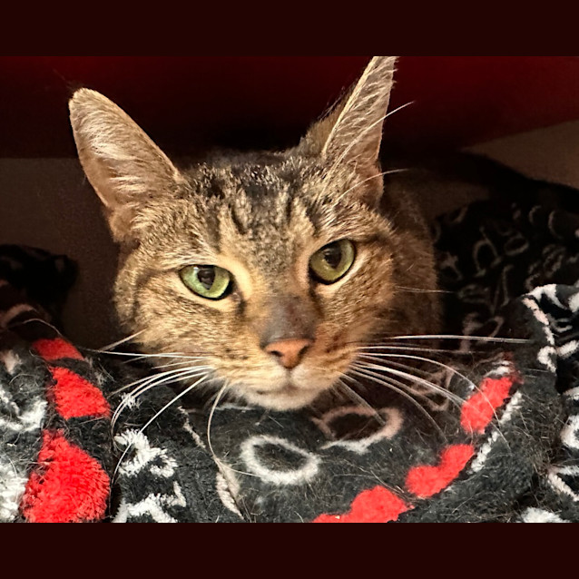 Photo of Zelda