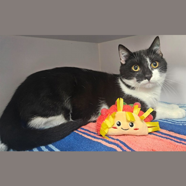 Photo of Pepito