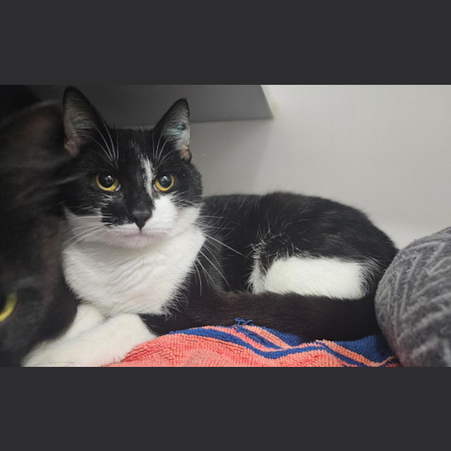 Photo of Pepito