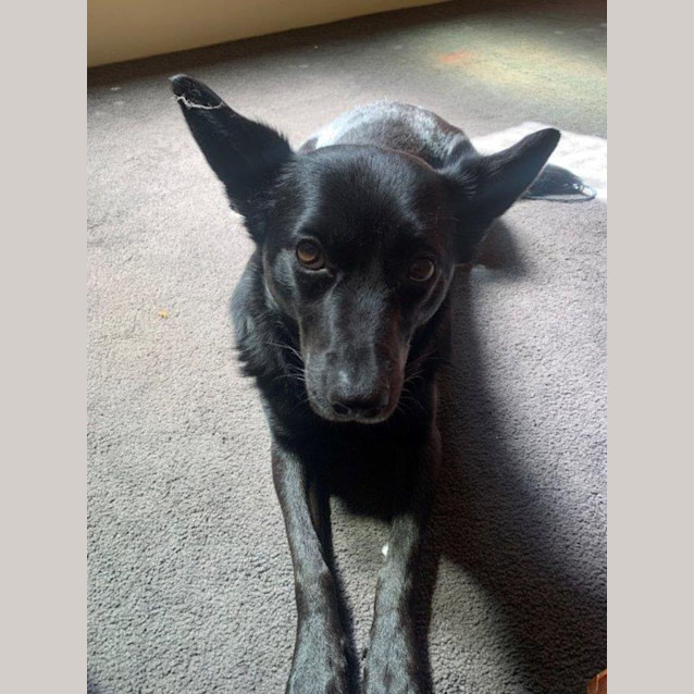 Photo of Loki Gainsborough